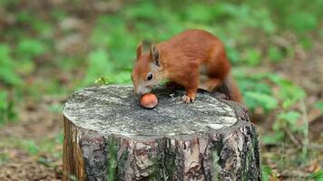 Red squirrel eating hazelnut on tree stump in woodland video