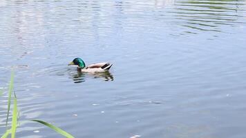Pair of ducks swimming together in clear lake waters video