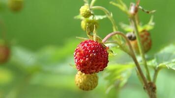 Wild strawberry plant with ripe berries in forest undergrowth video