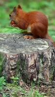 Red squirrel eating hazelnut on tree stump close-up view video