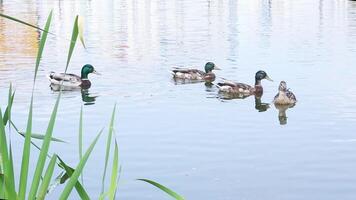 Multiple ducks swimming near green reeds in natural pond video