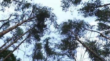 Green forest canopy with sunlight filtering through dense foliage overhead video