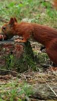Hungry fluffy squirrel runs to stump and grabs forest nut video