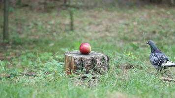A lot of wild birds get close to the red apple lying on the stump video