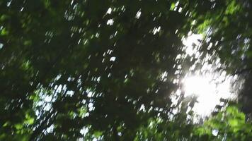 Tree branches swaying gently in breeze against bright blue sky video