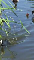 Water birds diving and swimming in lake surrounded by reeds. Little ducklings video