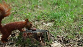 Small wild rodent finds food in forest takes nut from stump video