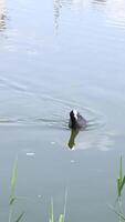 Dark waterbird diving and surfacing in clear lake water video