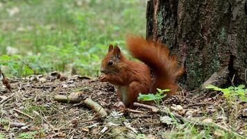Small red squirrel with fluffy tail gnaws nut under tree video