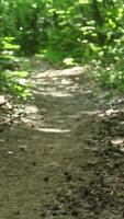 Camera moving through forest path with motion blur and natural lighting effects video