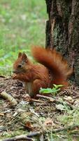 A fluffy, cute squirrel eats a nut in the forest. A wild animal in nature. video
