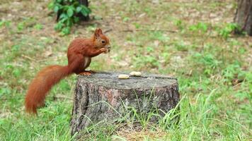Brown squirrel hops on stump takes peanut jumps to forest grove video