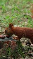 Curious fluffy squirrel runs to stump takes forest nut and escapes video