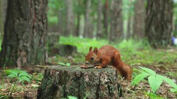 Charming brown fluffy squirrel jumps on stump eats nut runs away video