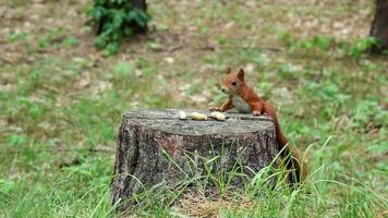 Curious hungry brown squirrel runs to stump for nut escapes video
