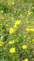 Golden buttercup flowers swaying gently in spring breeze video