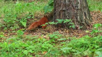 Red squirrel running across forest clearing between trees video