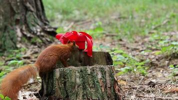Red squirrel interacts with red gift box on tree stump video