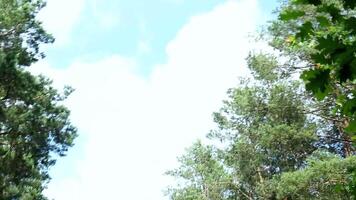 Low angle view of towering trees against blue sky with clouds video