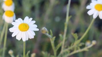 White daisies gently swaying in the breeze against blurred green background video