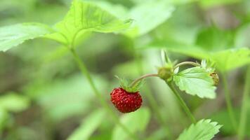 Single strawberry hanging from green stem in soft focus background video