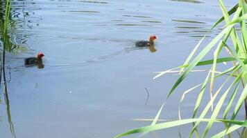 Two little ducklings swim together in the lake, surrounded by tall green grass video