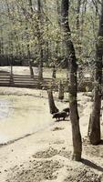 Pig by the Pond in a Natural Setting video