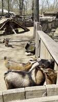Goats at a Rustic Farm Fence video