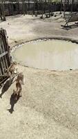 Deer Strolling by a Muddy Pond video