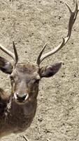 Deer with antlers looking straight into camera in dusty zoo enclosure video