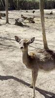 Young Deer in Zoo Enclosure video