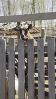 Curious Goat Peering Through Wooden Fence video