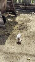 Small Lamb Grazing in Rustic Farm Setting video
