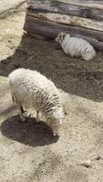 Sheep and newborn lamb enjoying sunlight and calmness on a rustic farmyard video