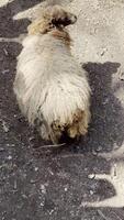 Fluffy Sheep in Rustic Farm Environment video