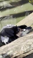 Wet captive duck preening feathers on log near pond under bright sunlight video