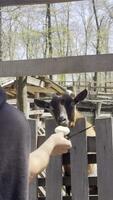 Goat Peeking Through Wooden Fence on a Farm video
