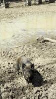 Wild boar standing alone in dry muddy zoo enclosure under bright sunlight video