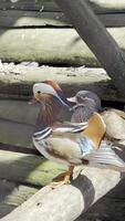 Pair of mandarin ducks perched on log in confined space with soft natural light video