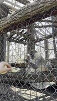 Monkey in Zoo Enclosure.A monkey sitting on a wooden perch inside a zoo enclosure, surrounded by a wire fence. video