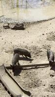 Three Pigs Exploring a Muddy Farm Area video