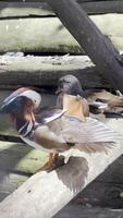 Close up of mandarin duck couple symbolizing biodiversity and wildlife protection video