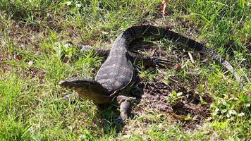 Monitor lizard moving through grassy park area video