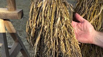 Hands examining rice grains in natural setting video