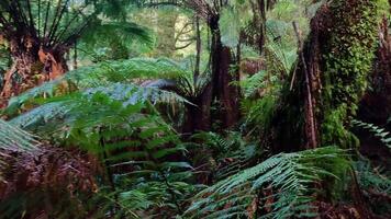 Greenery along a rainforest trail video
