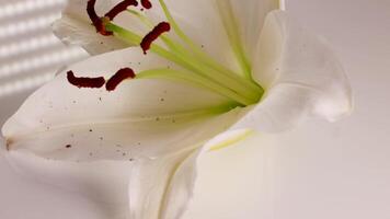 A white lily flower rotates gracefully, showcasing its delicate petals and vibrant stamens under soft lighting video