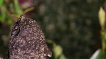 An owl turns its head to scan the environment. video