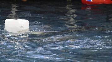 Sea lion interacts with floating bucket video