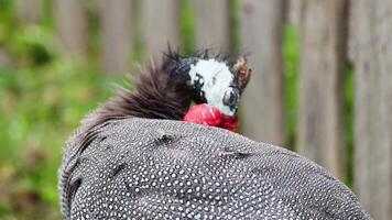 Guineafowl grooming itself in a natural setting video