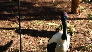 Stork walking in an outdoor zoo enclosure video